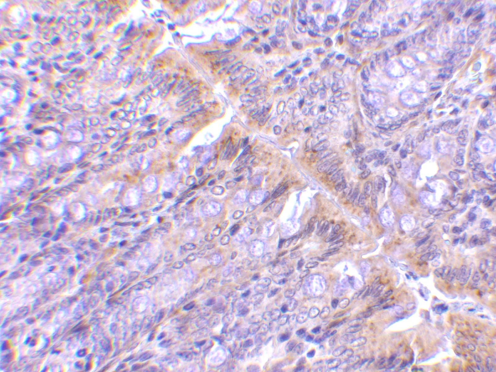 Immunohistochemistry: PIST Antibody - BSA Free [NBP1-77243] - Immunohistochemistry of PIST in rat colon tissue with PIST antibody at 1 u/mL.