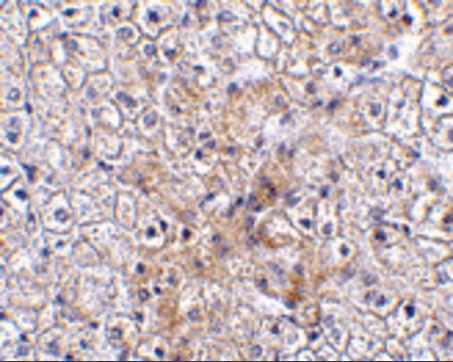 Immunohistochemistry: TRAF-2 Antibody - BSA Free [NBP1-77248] - Immunohistochemistry of TRAF-2 in human liver tissue with TRAF-2 antibody at 2.5 u/mL.