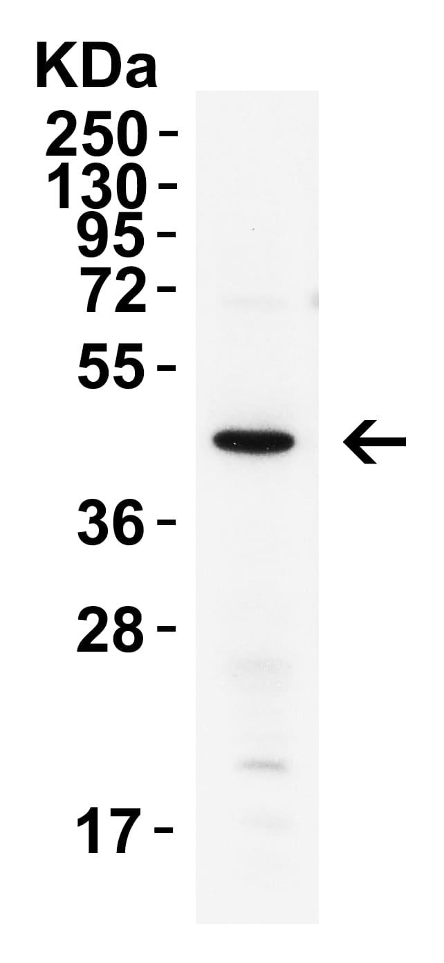 Western Blot: XBP1 Antibody - BSA Free [NBP1-77253] - Validation in Mouse Pancreas Tissue.Loading: 15 u of lysates per lane.Antibodies: XBP-1,  (4 u /mL), 1h incubation at RT in 5% NFDM/TBST.Secondary: Goat anti-rabbit IgG HRP conjugate at 1:10000 dilution.