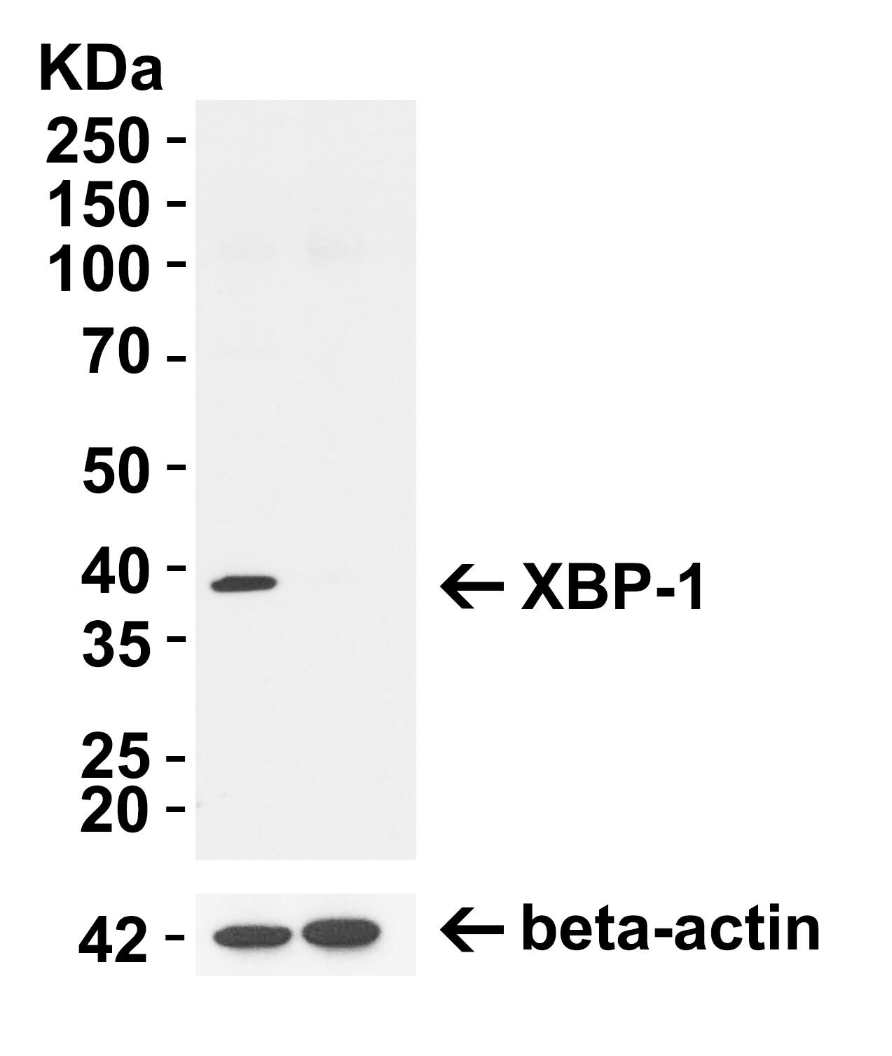 <b>Genetic Strategies Validation. </b>Knockout Validated: XBP1 Antibody - BSA Free [NBP1-77253] - KO Validation in 293T Cells. Loading: 10 u of lysate Antibodies: XBP-1, 4 u/mL and beta-actin, 1u/mL, 1 h incubation at RT in 5% NFDM/TBST. Secondary: Goat Anti-Rabbit IgG HRP conjugate at 1:10000 dilution.