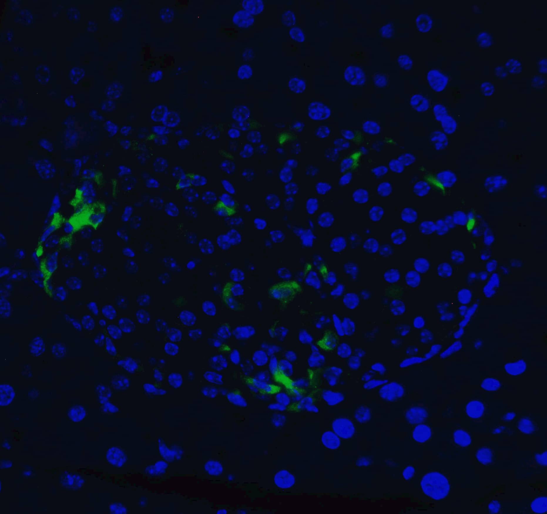 Immunocytochemistry/ Immunofluorescence: XBP1 Antibody - BSA Free [NBP1-77253] - Validation of XBP-1 in Mouse Pancreas Tissue.Immunofluorescent analysis of 4% paraformaldehyde-fixed mouse pancreas tissue labeling XBP-1 with  at 20 u/mL, followed by goat anti-rabbit IgG secondary antibody at 1/500 dilution (green) and DAPI staining (blue).  