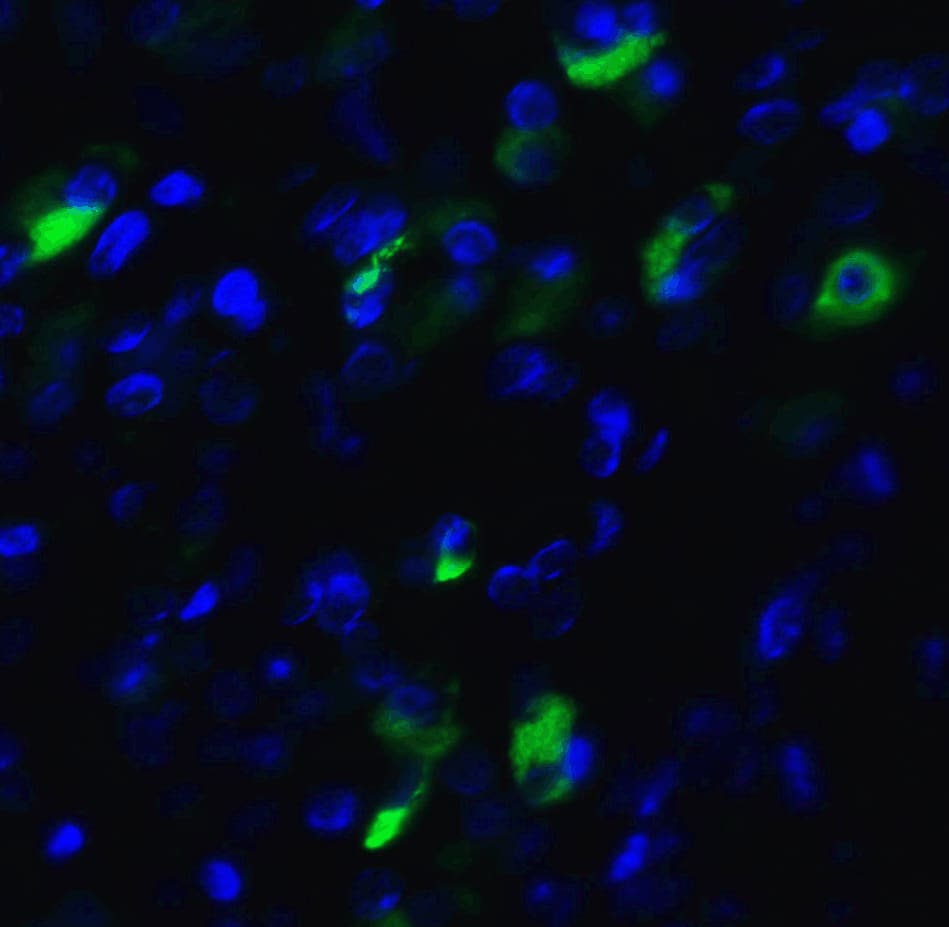 Immunocytochemistry/ Immunofluorescence: XBP1 Antibody - BSA Free [NBP1-77253] - Validation of XBP-1 in Human Pancreas Tissue.Immunofluorescent analysis of 4% paraformaldehyde-fixed human pancreas tissue labeling XBP-1 with at 20 u/mL, followed by goat anti-rabbit IgG secondary antibody at 1/500 dilution (green) and DAPI staining (blue).  