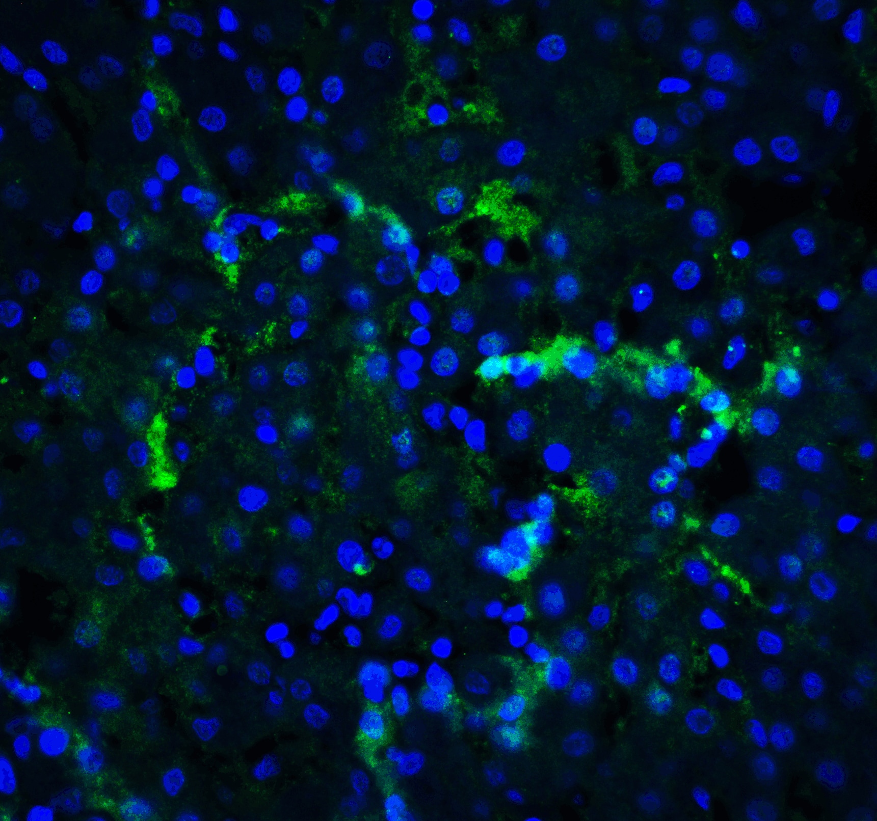 Immunocytochemistry/ Immunofluorescence: XBP1 Antibody - BSA Free [NBP1-77253] - Validation of XBP-1 in Human Liver Tissue.Immunofluorescent analysis of 4% paraformaldehyde-fixed Human Liver Tissue labeling XBP-1 with  at 20 u/mL, followed by goat anti-rabbit IgG secondary antibody at 1/500 dilution (green) and DAPI staining (blue).  