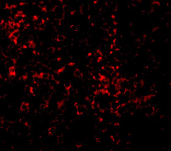 Immunocytochemistry/ Immunofluorescence: TLR9 Antibody - BSA Free [NBP1-77254] - Immunofluorescence of TLR9 in mouse spleen cells with TLR9 antibody at 10 u/mL.