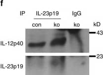 Western Blot: IL-23A/IL-23 P19 Antibody - BSA Free [NBP1-77257] - Increased cytokine expression in N-WASP-null skin. a qRT-PCR analysis of indicated genes from back skin RNA of con & ko at indicated ages (n > = 3/3, two-tailed unpaired t-test). All normalized to GAPDH. b Representative toluidine blue staining for barrier defect in con & ko mice at indicated ages (P: E15.5 embryos used as positive controls; 2 days (2d) n: 6/5, 6 days(6d) n: 4/5, 3 independent experiments). c Representative immunofluorescence staining & quantification of IL-23p19 of con & ko back skin at indicated ages (n: 3/3, two-tailed paired t-test). Scale bar: 100 µm. d Representative sorting strategy of CD45+,  alpha 6H, &  alpha 6L cells from con & ko epidermal cells & qRT-PCR analysis of IL-23A & IL-17A expression in sorted cells (n: 3/3, mean ± SD, two-tailed unpaired t-test, 3 independent sortings). e Representative immunoblots & quantification of indicated proteins from epidermal lysates of 7–8-week old con & ko mice (n: 4/4, mean ± SD, two-tailed unpaired t-test). f Representative immunoblots & quantification of indicated proteins of co-precipitations of IL-23p19 with IL-12p40 from epidermal lysates of 7–8-week-old con & ko mice (n: 4/4, mean ± SD, two-tailed unpaired t-test; *p ≤ 0.05; **p ≤ 0.01; ***p ≤ 0.001) Image collected & cropped by CiteAb from the following publication (//www.nature.com/articles/s41467-018-03704-z), licensed under a CC-BY license. Not internally tested by Novus Biologicals.