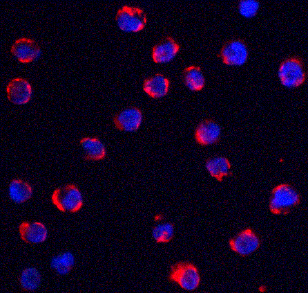 Immunocytochemistry/ Immunofluorescence: TRPC6 Antibody - BSA Free [NBP1-77261] - Immunofluorescence of TRPC6 in K562 cells with TRPC6 antibody at 5 ug/ml.Red: TRPC6 Antibody   Blue: DAPI staining