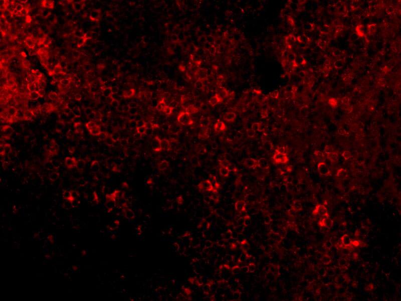 Immunocytochemistry/ Immunofluorescence: IRF7 Antibody - BSA Free [NBP1-77263] - Immunofluorescence of IRF7 in Mouse Spleen cells with IRF7 antibody at 20 u/mL.