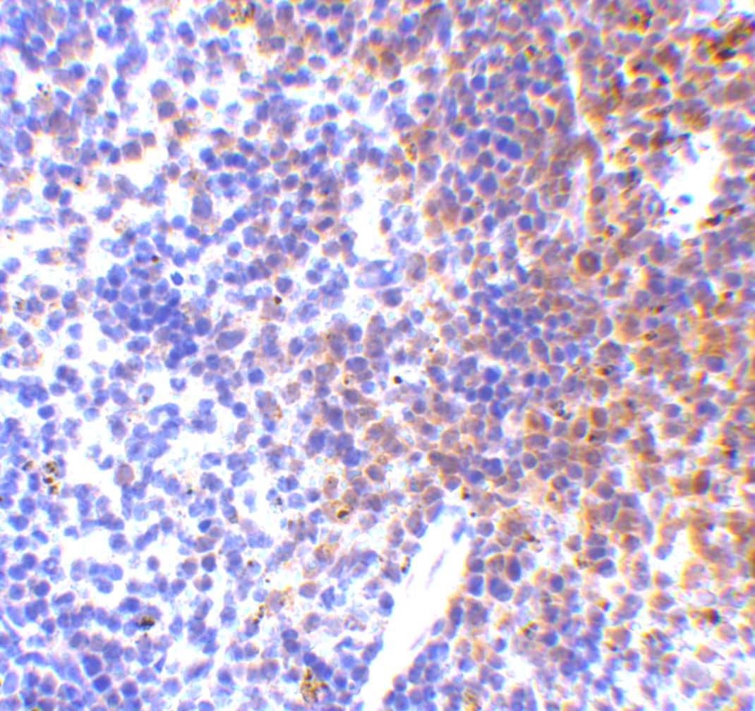 Immunohistochemistry: IRF7 Antibody - BSA Free [NBP1-77264] - Immunohistochemistry of IRF7 in mouse spleen tissue with IRF7 antibody at 5 u/mL. 