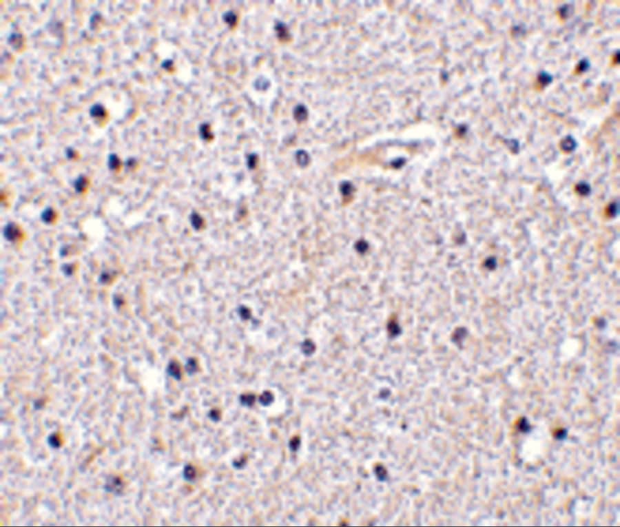 Immunohistochemistry: Nicastrin Antibody - BSA Free [NBP1-77269] - Immunohistochemistry of Nicastrin in human brain tissue with Nicastrin antibody at 5 u/mL.