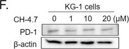In vitro inhibition by the CH-4 analog of the PD-1/PD-L1 interaction. (A) HEK293 cells (left-hand panel) and Jurkat cells (right-hand panel) were treated with CH-4.7 or CH-4.9 to test cytotoxicity. Cells were seeded into 96-well plates at a density of 7 × 103/well and incubated overnight, then treated with increasing concentrations of CH-4.7 or CH-4.9 (0, 10, 20, 40, 80, or 100 uM) for 48 h. At 48 h, cell cytotoxicity WST-1 assays were performed. The x-axis indicates treatment concentrations, while the y-axis indicates the percentage of cell viability (each absolute absorbance value [abs. 450 nm–630 nm] was normalized with the controls). (B) The capacities of CH-4.7 and CH-4.9 to inhibit the PD-1/PD-L1 interaction were tested by the flow cytometry assay. The graphs present the mean +/- SD (standard deviation) values from at least three independent experiments. (C) CH-4.7 cytotoxicity in KG-1 cells. (D) Flow cytometry determined binding of the Ni–NTA-l-labeled sPD-L1 (PD-L1-Atto) complex to KG-1 cells expressing PD-1. Cell staining (FITC-subset) was blocked in the presence of CH-4.7. The experimental groups are indicated as (a) KG-1/PBS, (b) KG-1/Atto dye, (c) KG-1/sPD-L1/Atto dye, (d) KG-1/sPD-L1/Atto dye/CH-4 (10 uM), (e) KG-1/sPD-L1/Atto dye/CH-4.7 (20 uM). (E) The cell staining data from (D) are normalized and quantified as relative MFI values. (F) At 48 h, PD-1 protein (20 ug/well) expression was determined by Western blotting. The bar graphs present the mean +/- SD (standard deviation) values from three independent experiments. *p < 0.05, **p < 0.01, ***p < 0.001. Image collected and cropped by CiteAb from the following open publication (//pubmed.ncbi.nlm.nih.gov/34996924), licensed under a CC-BY license. Not internally tested by Novus Biologicals.