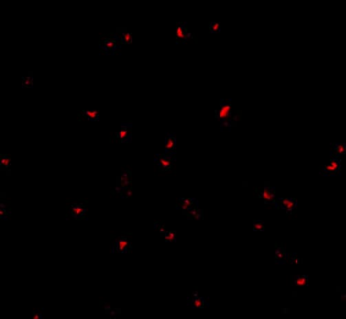 Immunocytochemistry/ Immunofluorescence Orai2 Antibody - BSA Free