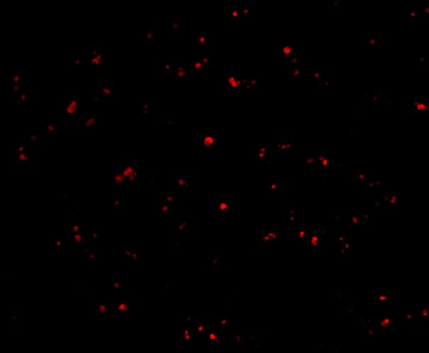 Immunocytochemistry/ Immunofluorescence: IFN-beta Antibody - BSA Free [NBP1-77288] - Validation of IFN-beta in Human Liver Cells. Immunofluorescent analysis of 4% paraformaldehyde-fixed human liver cells labeling IFN-beta with  at 20 ug/mL, followed by goat anti-rabbit IgG secondary antibody at 1/500 dilution (red).  