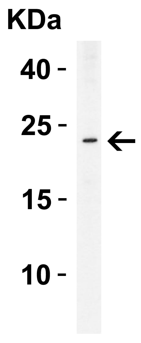 Western Blot: ASC/TMS1 Antibody - BSA Free [NBP1-77297] - Western Blot Validation in Human THP-1 Cells. Loading: 15 ug of lysate per lane.Antibodies: ASC/TMS1 , (2 u/mL), 1h incubation at RT in 5% NFDM/TBST.Secondary: Goat anti-rabbit IgG HRP conjugate at 1:10000 dilution.