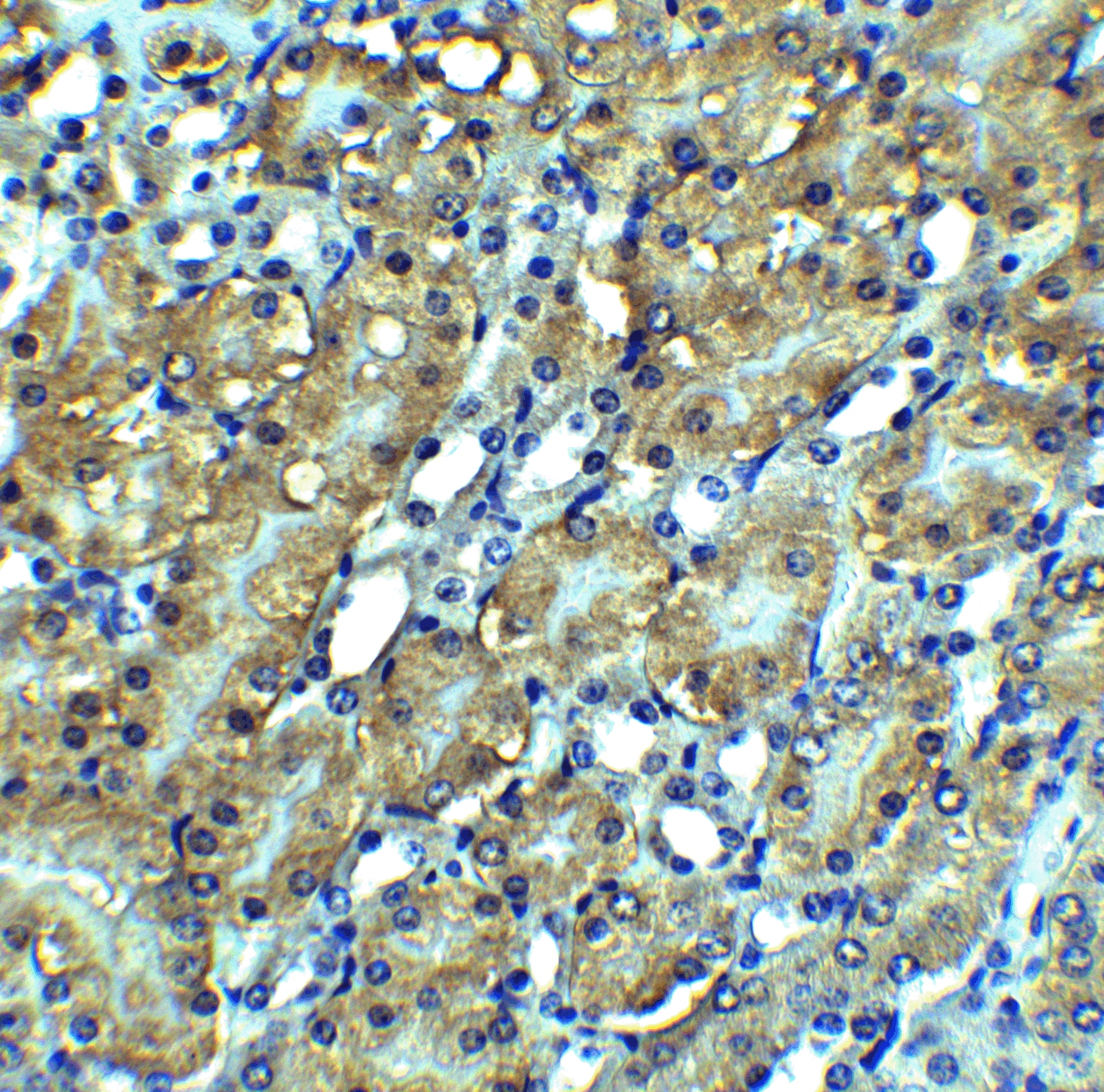 Immunohistochemistry: RIPK3/RIP3 Antibody - BSA Free [NBP1-77299] - Figure 4 Immunohistochemistry Validation of RIPK3/RIP3 in Mouse Kidney Tissue  Immunohistochemical analysis of paraffin-embedded mouse kidney tissue using anti-RIPK3/RIP3 antibody  at 2.5 u/ml. Tissue was fixed with formaldehyde and blocked with 10% serum for 1 h at RT; antigen retrieval was by heat mediation with a citrate buffer (pH6). Samples were incubated with primary antibody overnight at 4C. A goat anti-rabbit IgG H&L (HRP) at 1/250 was used as secondary. Counter stained with Hematoxylin.