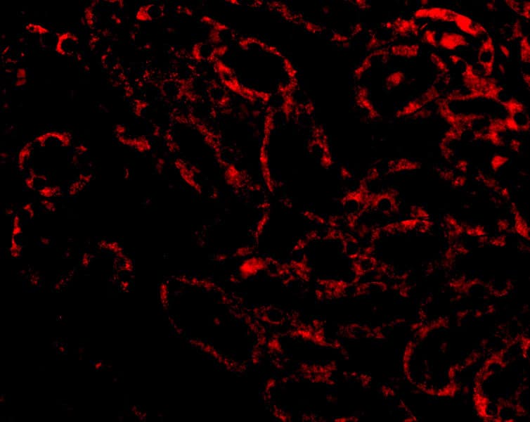 Immunocytochemistry/ Immunofluorescence: RIPK3/RIP3 Antibody - BSA Free [NBP1-77299] - Figure 6 Immunofluorescence Validation of RIPK3/RIP3 in Rat Kidney TissueImmunofluorescent analysis of 4% paraformaldehyde-fixed Rat Kidney tissue labeling RIPK3/RIP3 with  at 20 u/mL, followed by goat anti-rabbit IgG secondary antibody at 1/500 dilution (red). 