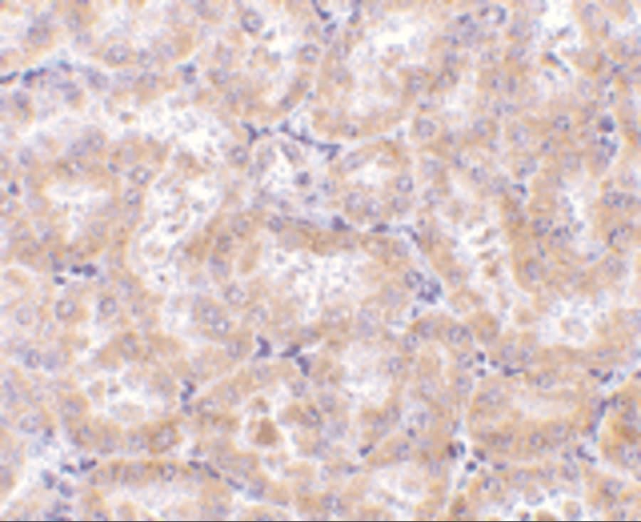 Immunohistochemistry: RIPK3/RIP3 Antibody - BSA Free [NBP1-77299] - Figure 5 Immunohistochemistry Validation of RIPK3/RIP3 in Rat Kidney Tissue  Immunohistochemical analysis of paraffin-embedded rat kidney tissue using anti-RIPK3/RIP3 antibody  at 5 u/ml. Tissue was fixed with formaldehyde and blocked with 10% serum for 1 h at RT; antigen retrieval was by heat mediation with a citrate buffer (pH6). Samples were incubated with primary antibody overnight at 4C. A goat anti-rabbit IgG H&L (HRP) at 1/250 was used as secondary. Counter stained with Hematoxylin.