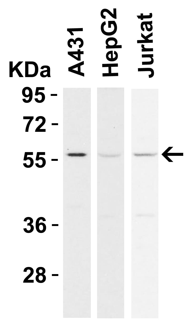 Western Blot: RIPK3/RIP3 Antibody - BSA Free [NBP1-77299] - Figure 1 Western Blot Validation in Human Cell LinesLoading: 15 u of lysates per lane.Antibodies: RIPK3/RIP3 , (0.5 u/mL), 1h incubation at RT in 5% NFDM/TBST.Secondary: Goat anti-rabbit IgG HRP conjugate at 1:10000 dilution.