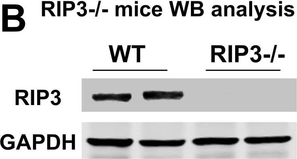 Knockout Validated RIPK3/RIP3 Antibody - BSA Free