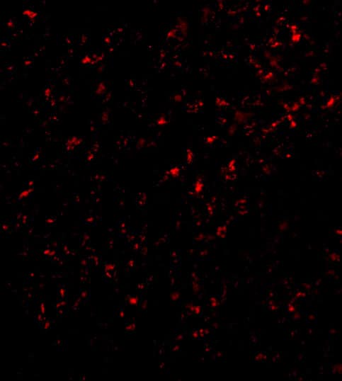 Immunocytochemistry/ Immunofluorescence FEM1B Antibody - BSA Free