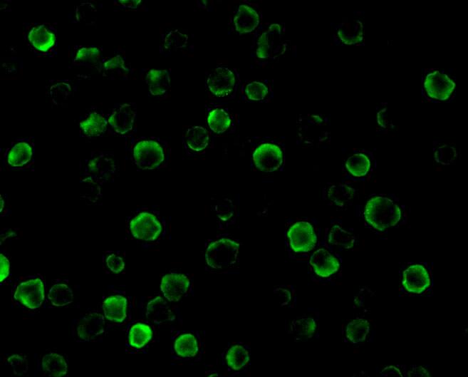 Immunocytochemistry/ Immunofluorescence: FLASH Antibody - BSA Free [NBP1-77301] - Immunofluorescence of FLASH in HeLa cells with FLASH antibody at 10 u/mL.