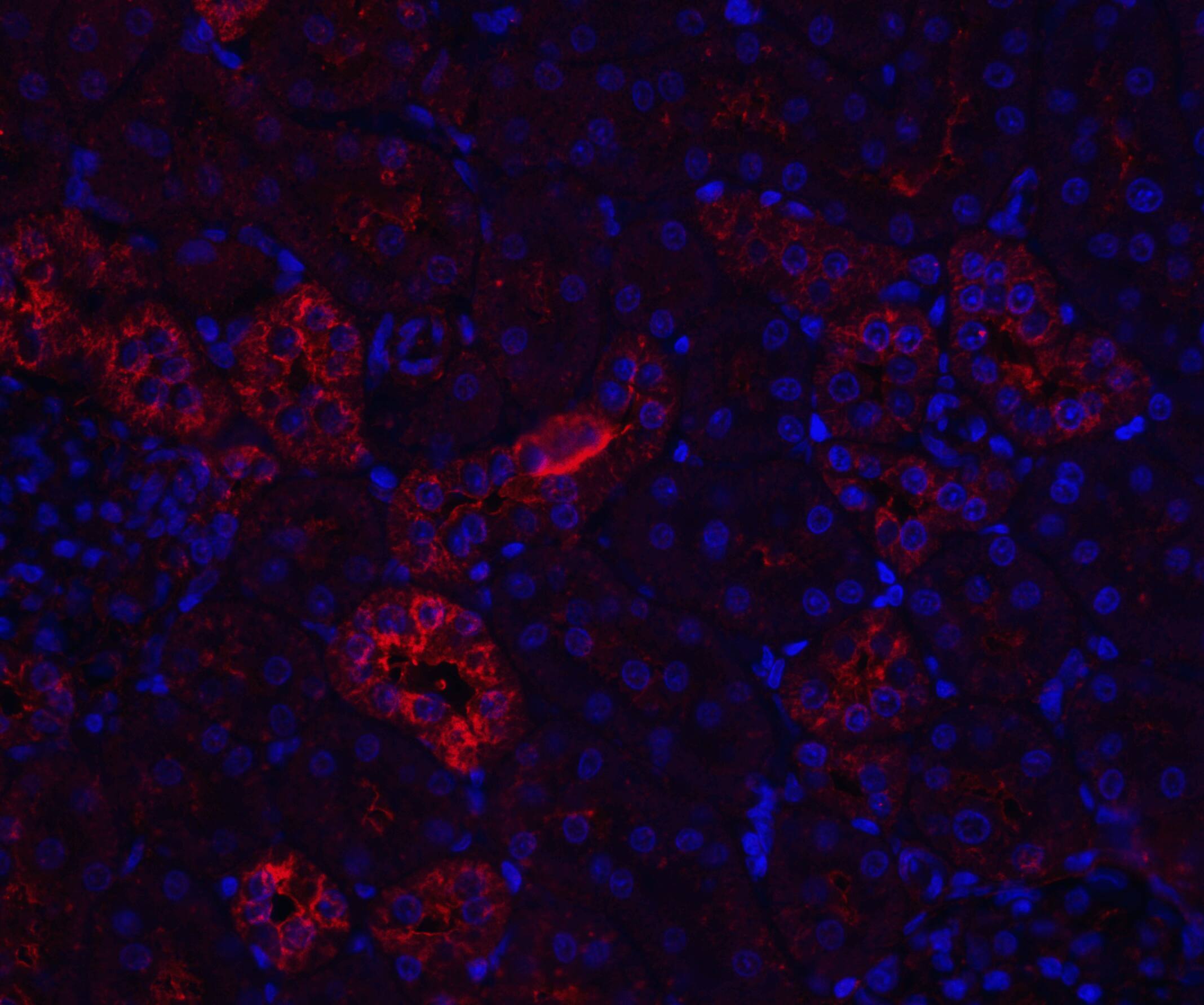 Immunocytochemistry/ Immunofluorescence: Nephrin Antibody - BSA Free [NBP1-77303] - Figure 6 Immunofluorescence Validation of Nephrin in Rat Kidney TissueImmunofluorescent analysis of 4% paraformaldehyde-fixed rat kidney tissue labeling Nephrin with  at 20 u/mL, followed by goat anti-rabbit IgG secondary antibody at 1/500 dilution (red) and DAPI staining (blue). 