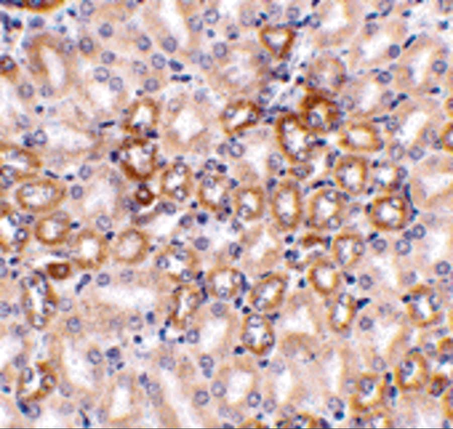 Immunohistochemistry: Nephrin Antibody - BSA Free [NBP1-77303] - Figure 3 Immunohistochemistry Validation of Nephrin in Mouse Kidney Tissue Immunohistochemical analysis of paraffin-embedded mouse kidney tissue using anti- Nephrin antibody  at 1 u/ml. Tissue was fixed with formaldehyde and blocked with 10% serum for 1 h at RT; antigen retrieval was by heat mediation with a citrate buffer (pH6). Samples were incubated with primary antibody overnight at 4;C. A goat anti-rabbit IgG H&L (HRP) at 1/250 was used as secondary. Counter stained with Hematoxylin.