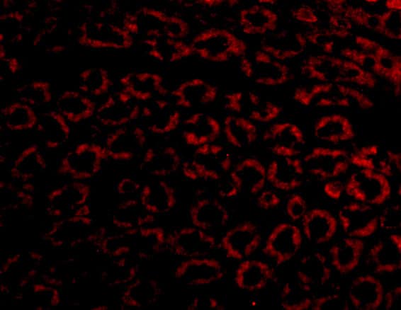 Immunocytochemistry/ Immunofluorescence: Nephrin Antibody - BSA Free [NBP1-77303] - Figure 4 Immunofluorescence Validation of Nephrin in Mouse Kidney TissueImmunofluorescent analysis of 4% paraformaldehyde-fixed mouse kidney cells labeling Nephrin with  at 10 u/mL, followed by goat anti-rabbit IgG secondary antibody at 1/500 dilution (red). 