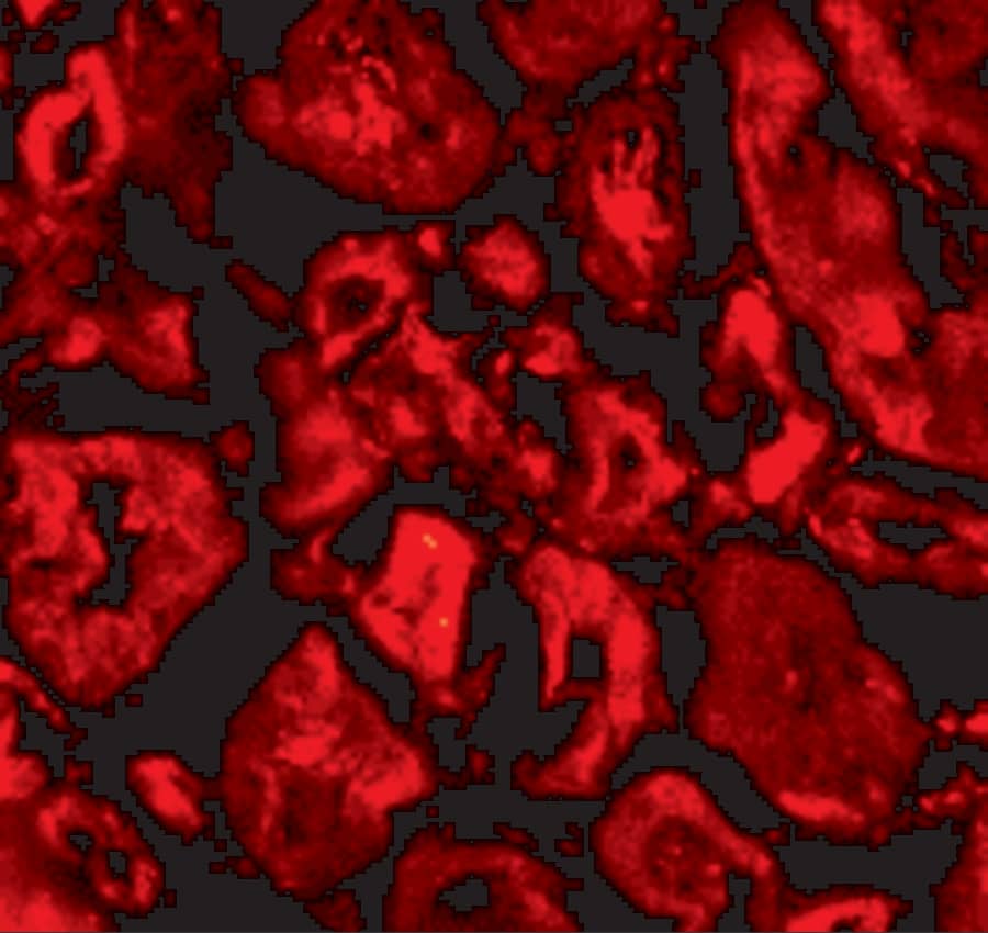 Immunocytochemistry/ Immunofluorescence: SNW1 Antibody - BSA Free [NBP1-77304] - Immunofluorescence of Ski in human kidney tissue with Ski antibody at 20 ug/mL.