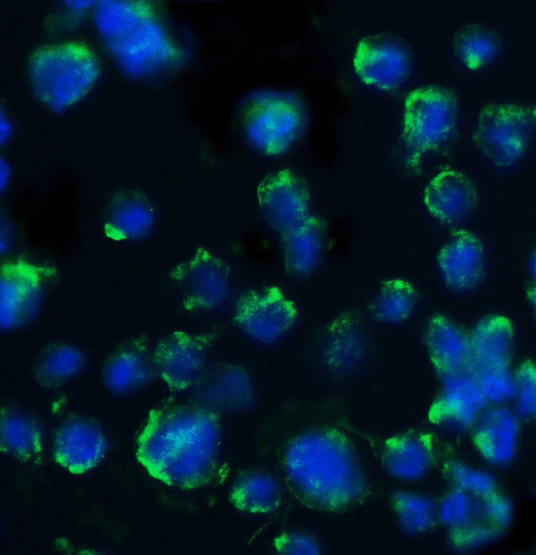 Immunocytochemistry/ Immunofluorescence: BACE-1 Antibody - BSA Free [NBP1-77307] - Figure 4 Immunofluorescence Validation of BACE-1 in 3T3/NIH CellsImmunofluorescent analysis of 4% paraformaldehyde-fixed mouse 3T3/NIH cells labeling BACE-1 with  at 20 u/mL, followed by goat anti-rabbit IgG secondary antibody at 1/500 dilution (green) and DAPI staining (blue). Image showing both membrane and cytosol staining on 3T3/NIH cells. 