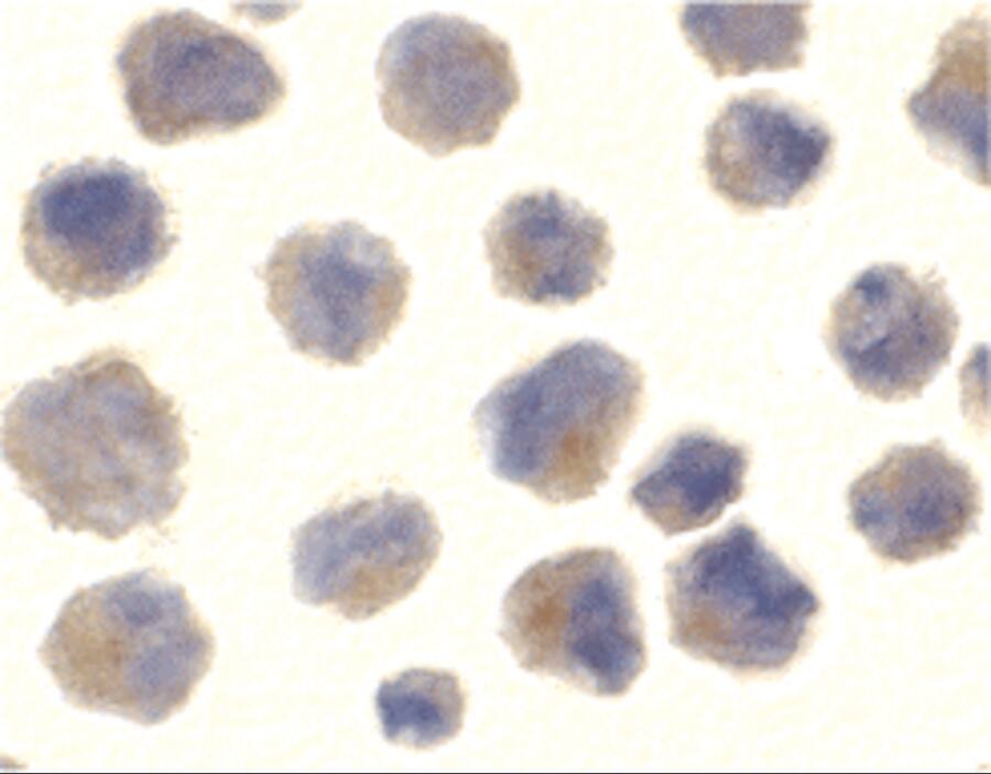 Immunocytochemistry/ Immunofluorescence: BACE-1 Antibody - BSA Free [NBP1-77307] - Figure 5 Immunocytochemistry Validation of BACE-1 in 3T3/NIH CellsImmunocytochemical analysis of 3T3/NIH cells using anti-BACE-1 antibody  at 10 u/ml. Cells was fixed with formaldehyde and blocked with 10% serum for 1 h at RT; antigen retrieval was by heat mediation with a citrate buffer (pH6). Samples were incubated with primary antibody overnight at 4C. A goat anti-rabbit IgG H&L (HRP) at 1/250 was used as secondary. Counter stained with Hematoxylin.