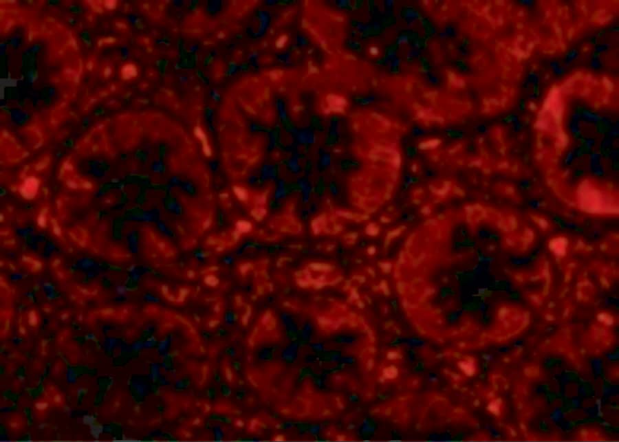 Immunocytochemistry/ Immunofluorescence: Endosialin/CD248/TEM1 Antibody - BSA Free [NBP1-77311] - Validation of TEM-1 in Human Colon Cells. Immunofluorescent analysis of 4% paraformaldehyde-fixed Human Colon Tissue labeling TEM-1 with  at 20 ug/mL, followed by goat anti-rabbit IgG secondary antibody at 1/500 dilution (red). 