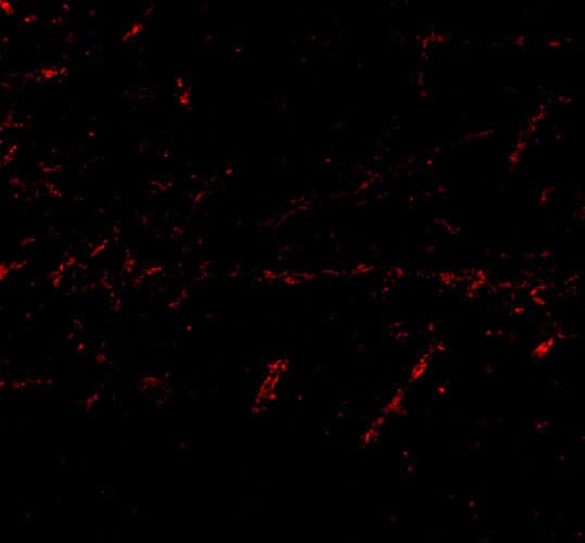 Immunocytochemistry/ Immunofluorescence Lgi1 Antibody - BSA Free