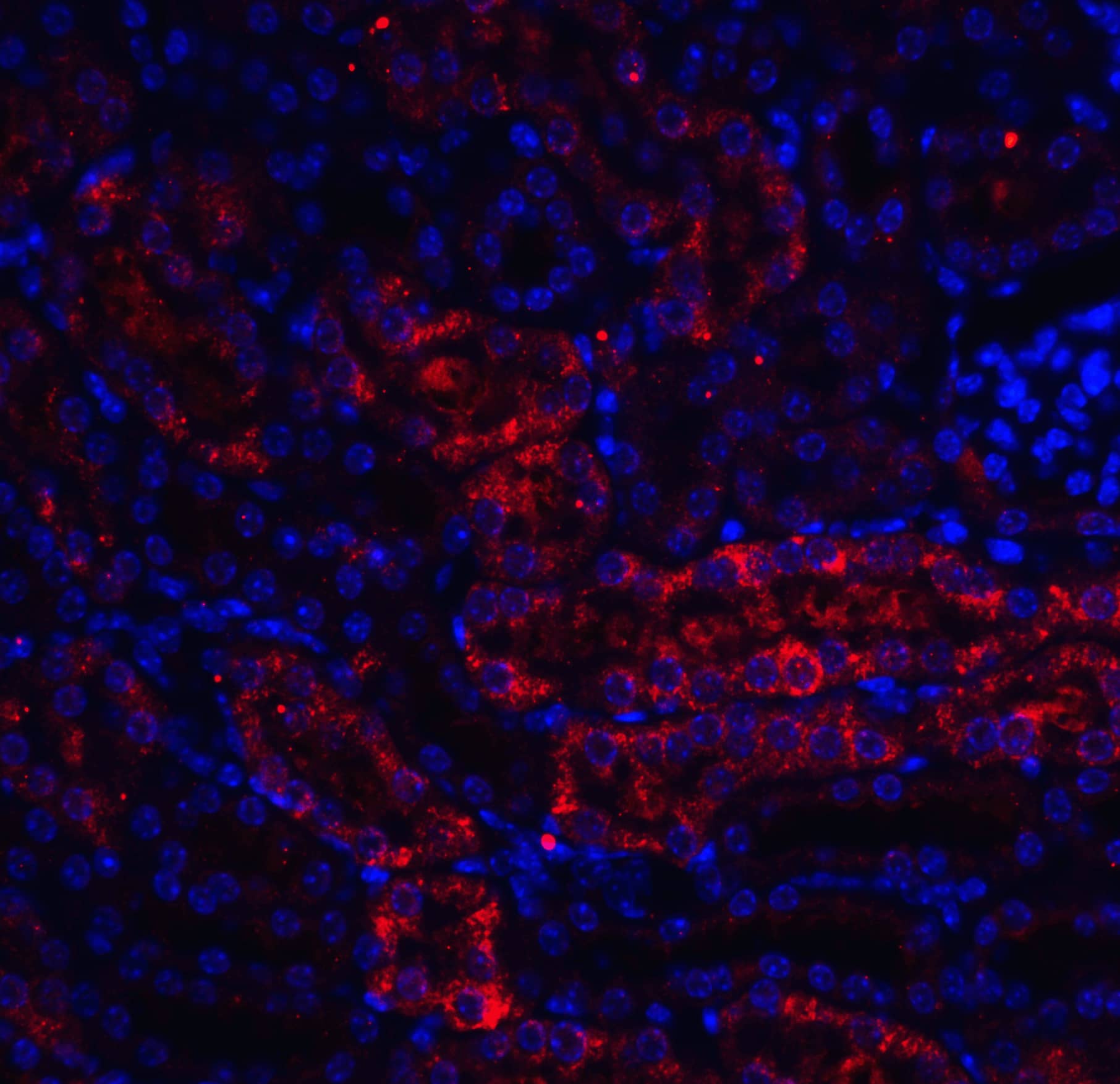 Immunocytochemistry/ Immunofluorescence: DDIT4 Antibody - BSA Free [NBP1-77321] - Immunofluorescence of DDIT4 in mouse kidney tissue with DDIT4 antibody at 20 u/mL.Red: DDIT4 Antibody   Blue: DAPI staining