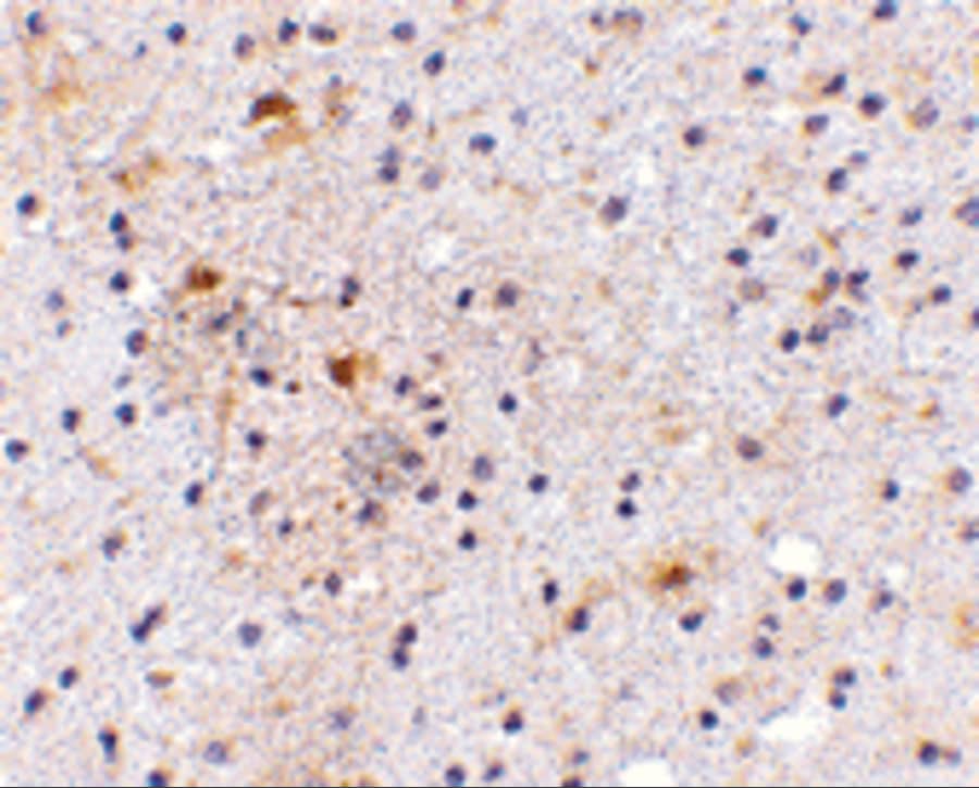 Immunohistochemistry: CADPS Antibody - BSA Free [NBP1-77323] - Immunohistochemistry of CADPS in human brain with CADPS antibody at 5 ug/mL.