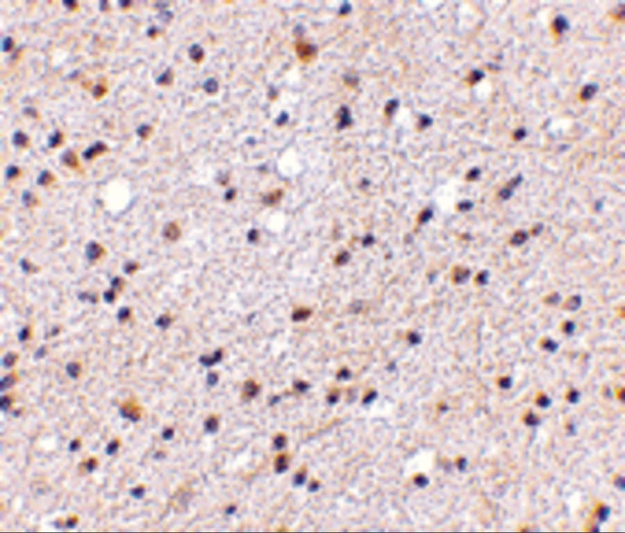 Immunohistochemistry: CADPS Antibody - BSA Free [NBP1-77324] - Immunohistochemistry of CADPS in human brain with CADPS antibody at 5 u/mL.