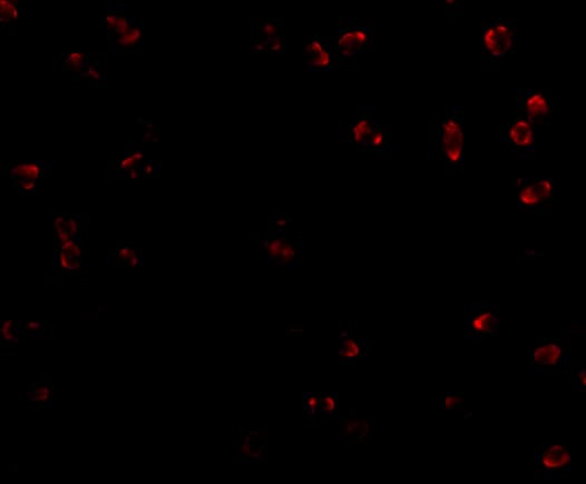 Immunocytochemistry/ Immunofluorescence Integrin alpha 4/CD49d Antibody - BSA Free