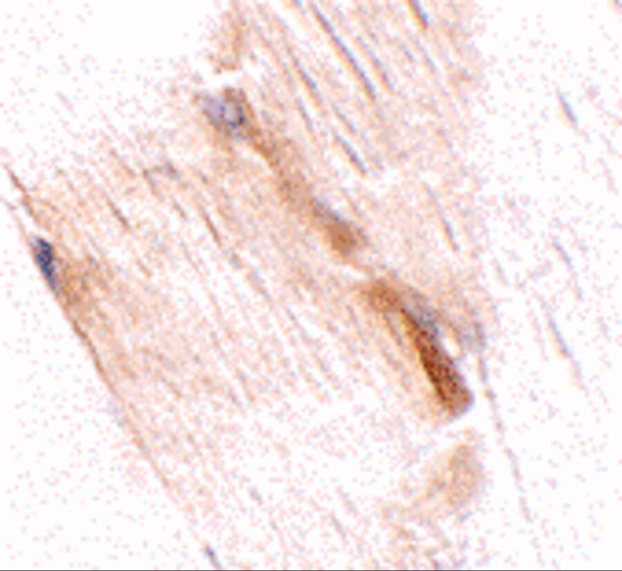 Immunohistochemistry: GBAS Antibody - BSA Free [NBP1-77339] - Immunohistochemistry of GBAS in mouse skeletal muscle tissue with GBAS antibody at 2.5 ug/mL.
