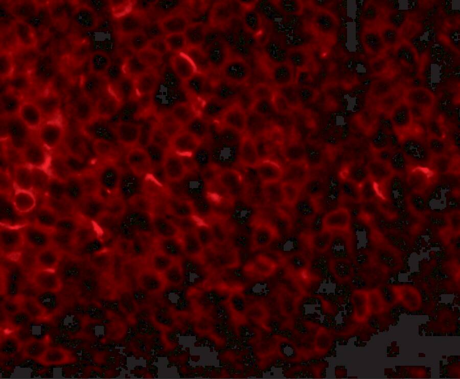 Immunocytochemistry/ Immunofluorescence: PIGY Antibody - BSA Free [NBP1-77340] - Immunofluorescence of PIGY in human spleen tissue with PIGY1 antibody at 20 u/mL.