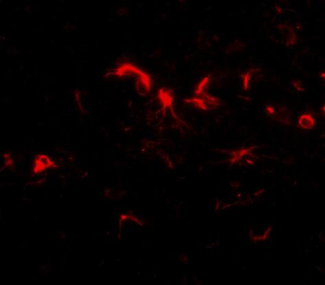 Immunocytochemistry/ Immunofluorescence NIPSNAP3B Antibody - BSA Free