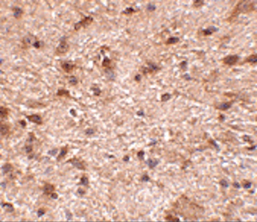 Immunohistochemistry NIPSNAP3B Antibody - BSA Free