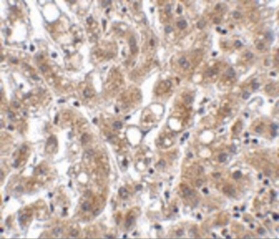 Immunohistochemistry THEM4 Antibody - BSA Free