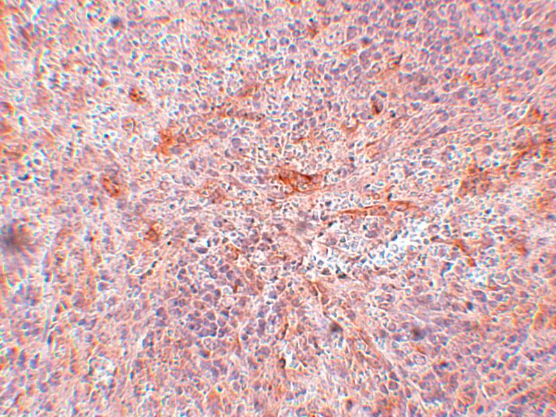 Immunohistochemistry TNIP3 Antibody - BSA Free