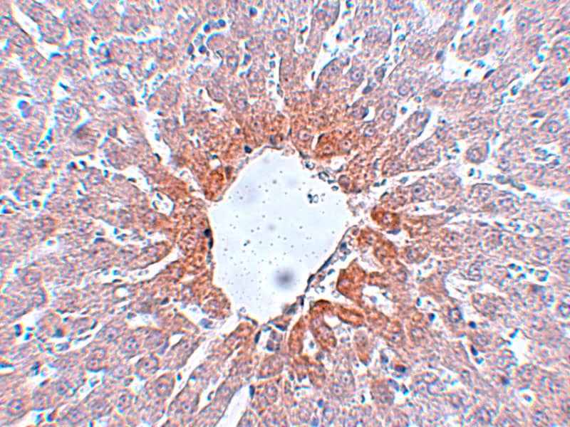 Immunohistochemistry: AGTR-2 Antibody - BSA Free [NBP1-77368] - Immunohistochemistry of AGTR-2 in rat liver tissue with AGTR-2 antibody at 5 ug/mL.