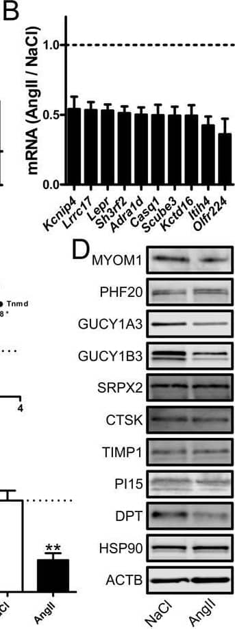 Western Blot SRPX2 Antibody - BSA Free