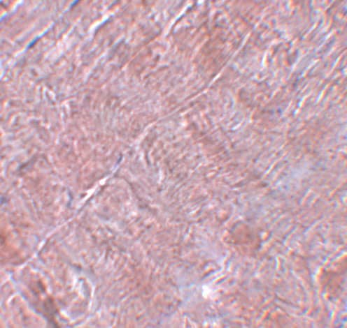 Immunohistochemistry RANBP10 Antibody - BSA Free