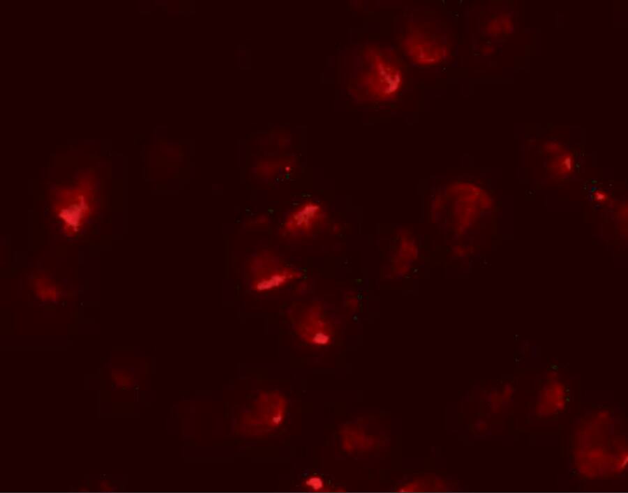 Immunocytochemistry/ Immunofluorescence: Apc2 Antibody - BSA Free [NBP1-77376] - Immunofluorescence of Apc2 in HeLa cells with Apc2 antibody at 20 u/mL.