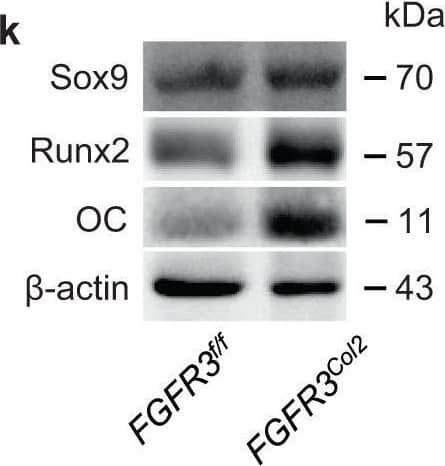 FGFR3 deficiency in Col2+ lineage cells promotes acquired HO formation.a Experimental strategy of tamoxifen administration and acquired HO induction. b Representative X-ray (left) and μCT (right) images of ectopic bone in FGFR3f/f and FGFR3Col2 mice at 8 weeks after tenotomy. n = 8 per group. Scale bars, 2 mm for X-ray; 1 mm for μCT. c–e Representative H&E and SOFG images of ectopic bone in FGFR3f/f and FGFR3Col2 mice at 8 weeks after tenotomy and histomorphometry analysis. n = 8 per group. Scale bars, 200 μm. f–i Representative immunohistochemical staining of Runx2 (gFGFR3f/f = 6, FGFR3Col2 = 8) and OC (iFGFR3f/f = 6, FGFR3Col2 = 6) and relative quantitative analysis (g, i). Scale bars, 100 μm. j mRNA levels of ACAN and OC in the Achilles tendon of FGFR3f/f and FGFR3Col2 mice at 8 weeks post surgery. n = 3 per group. k Protein levels of Sox9, Runx2, and OC in the Achilles tendon of FGFR3f/f and FGFR3Col2 mice at 8 weeks post surgery. n = 3 per group. All data represent mean +/- SEM. ***P < 0.001 by unpaired two-tailed Student’s t-test. Image collected and cropped by CiteAb from the following open publication (//pubmed.ncbi.nlm.nih.gov/34282140), licensed under a CC-BY license. Not internally tested by Novus Biologicals.