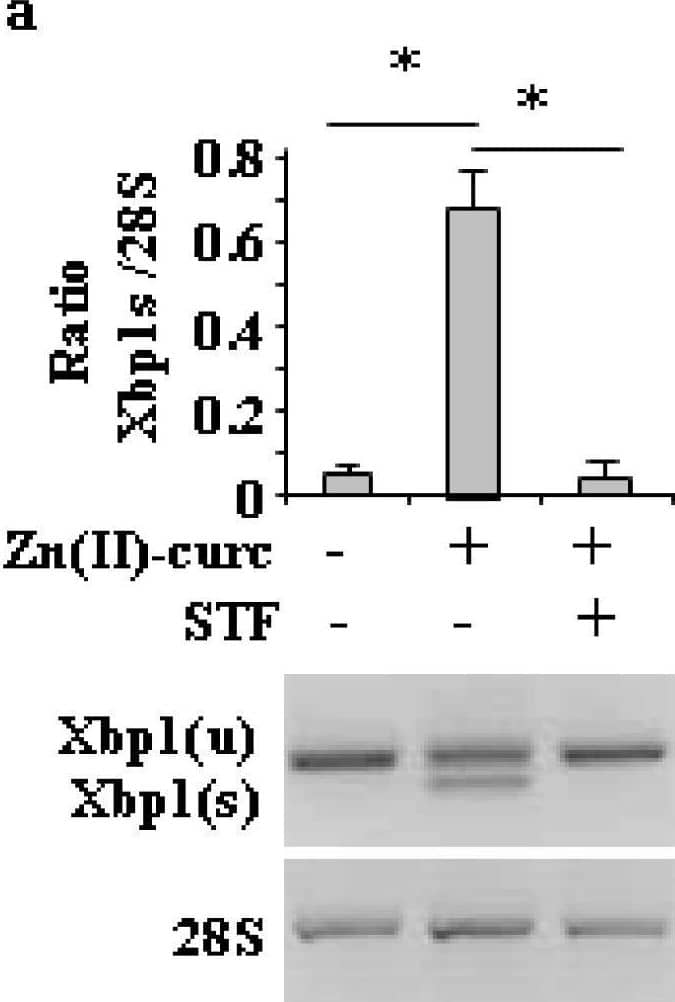 IRE1 alpha  inhibition impairs Zn (II)-curc-induced autophagy and mutp53 degradation. (a) Total mRNA was extracted from U373 cells untreated or treated with Zn(II)-curc (100 ug/mL) for 24 h, with or without inhibitor of XBP1 cleavage STF-083010 (STF) (60 μM). Spliced (s) and unspliced (u) Xbp1 gene expression was assayed by the PCR of reverse-transcribed cDNA. (lower panel) Densitometric analysis was performed using Image J software to calculate the Xbp1s/28S ratio. Histograms represent the mean +/- SD of three independent experiments. * p ≤ 0.05. (b) Western blot analysis of p53, BiP, and LC3I/II protein levels in U373 cells untreated or treated, as in (a). (c) Densitometric analysis was performed using Image J software to calculate the ratio of the protein levels, as detected in (b), vs.  beta -actin. Histograms represent the mean +/- SD of three independent experiments. * p ≤ 0.05. Image collected and cropped by CiteAb from the following open publication (//pubmed.ncbi.nlm.nih.gov/32138264), licensed under a CC-BY license. Not internally tested by Novus Biologicals.