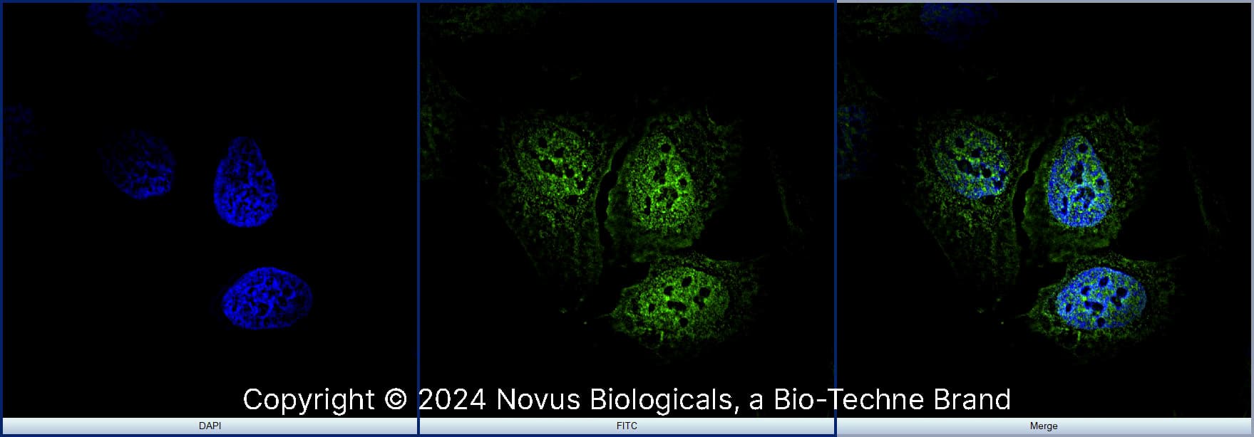 RBFOX3/NeuN was detected in immersion fixed U-2 OS human osteosarcoma cell line using Rabbit anti-RBFOX3/NeuN Affinity Purified Polyclonal Antibody conjugated to Alexa Fluor® 488 (Catalog # NBP1-77686AF488) (green) at 10 µg/mL overnight at 4C. Cells were counterstained with DAPI (blue). Cells were imaged using a 100X objective and digitally deconvolved. 