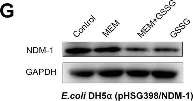 Mechanism of oxidized glutathione (GSSG) in combination with carbapenem antibiotics.(A, B) GSSG + meropenem induces reactive oxygen species (ROS) in blaNDM-1-carrying E. coli (n = 3 biological replicates). (C, D) Survival of blaNDM-1-carrying E. coli treated by the combination of GSSG + meropenem and ROS inhibition (n = 3 biological replicates). (E, F) Transcription analysis of blaNDM-1 in resistant strains treated with GSSG, meropenem, and combination therapy (n = 3 biological replicates). (G, H) Expression of NDM-1 decreased after the treatment of GSSG + meropenem. (I, J) Intracellular concentrations of meropenem in blaNDM-1-carrying E. coli (n = 3 biological replicates). Data Information: Data are presented as mean +/- SD. One-way ANOVA analysis, *p < 0.05, **p < 0.01. Source data are available online for this figure. Image collected and cropped by CiteAb from the following open publication (//pubmed.ncbi.nlm.nih.gov/38565805), licensed under a CC-BY license. Not internally tested by Novus Biologicals.